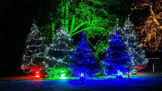 Best winter illuminations: Christmas at Kew Gardens